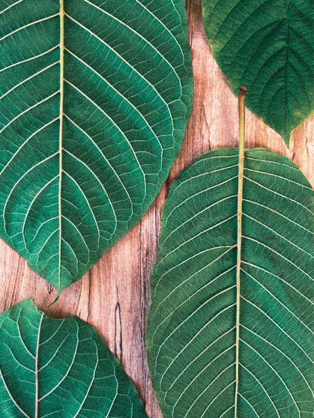 Borneo Kratom Strains leaf
