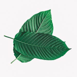 Green JongKong Kratom Leaf