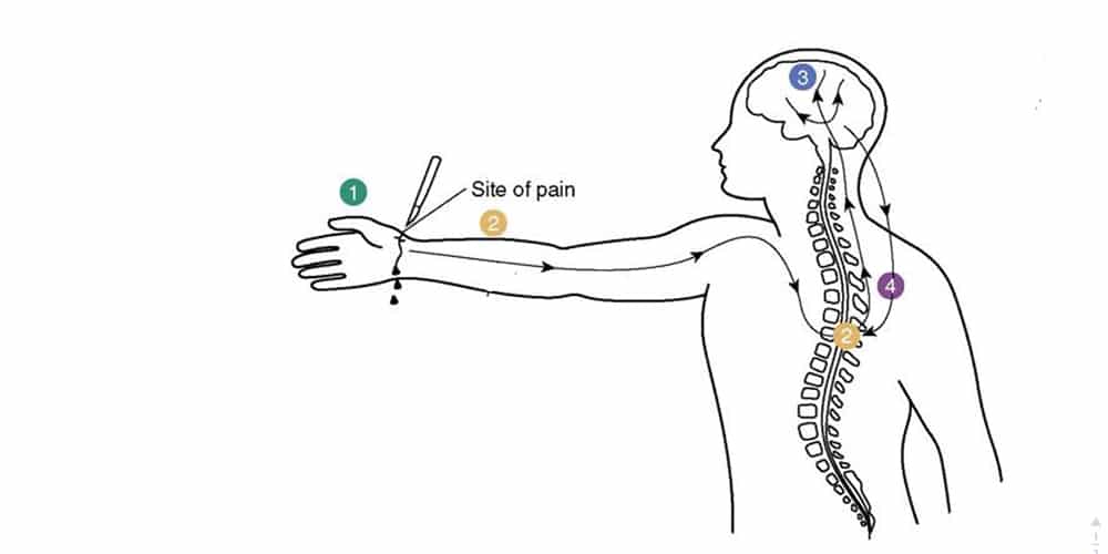 Pain Transmission Pathway Diagram