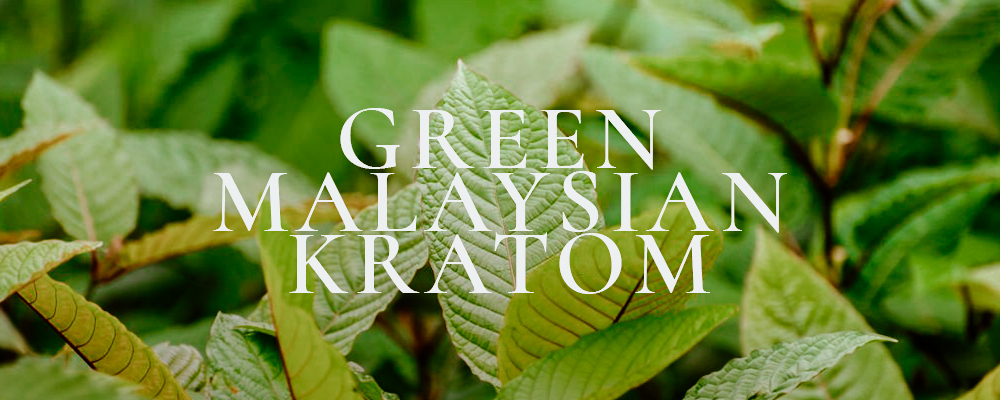 Green Malaysian Kratom A Ultimate Guides